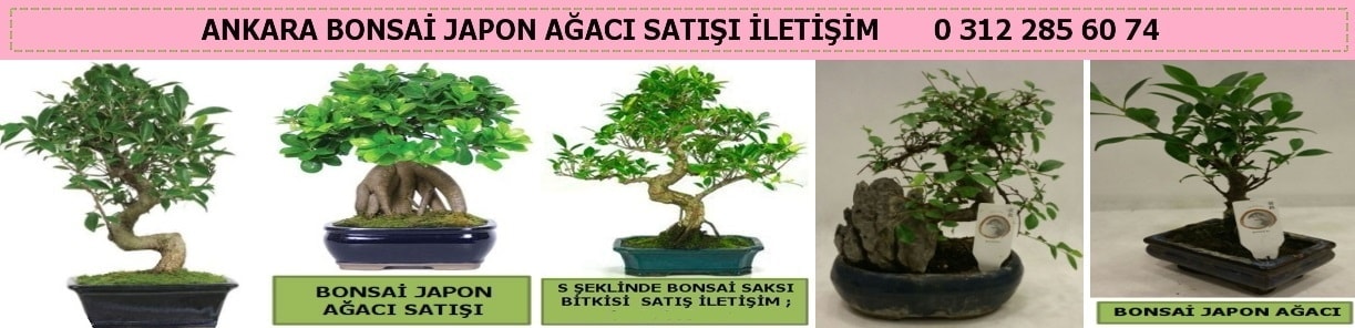 Ankara  Keçiören Aktepe bonsai satışı japon ağacı