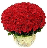 501 adet kırmızı gül aranjmanı Ankara online çiçek gönderme sipariş