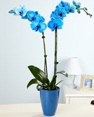 Eşsiz bir hediye 2 dallı mavi orkide Ankara cicekciler , cicek siparisi 