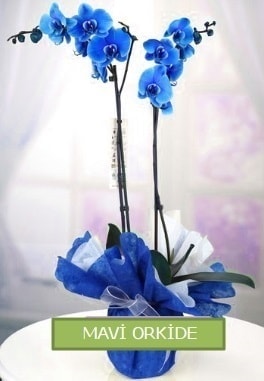 2 dallı mavi orkide Ankara çiçekçiler