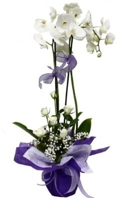 2 dallı beyaz orkide 9 adet beyaz gül Ankara çiçekçi mağazası