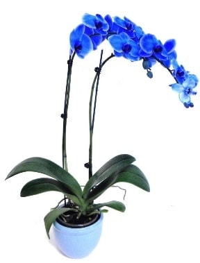 Seramikli 2 dallı süper eşsiz mavi orkide Ankara çiçek servisi , çiçekçi adresleri