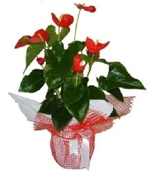 Antoryum saksı iç mekan süs bitkisi Ankara çiçekçileri çiçek servisi , çiçekçi adresleri 
