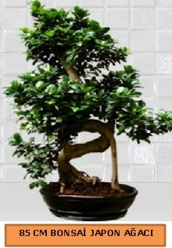 75 CM Ginseng bonsai Japon ağacı Ankara İnternetten çiçek siparişi