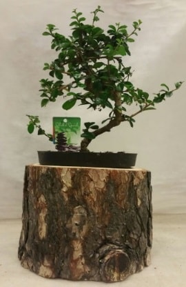 Doğal kütük içinde bonsai japon ağacı Ankara hediye çiçek yolla