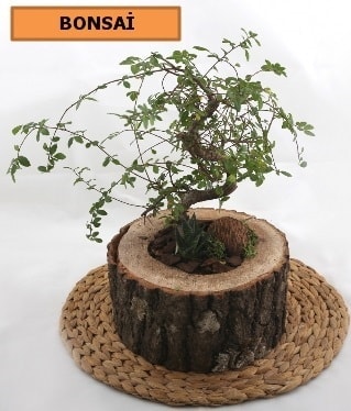 Doğal kütük içinde bonsai japon ağacı Ankara hediye çiçek siparişi