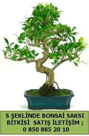 İthal S şeklinde dal eğriliği bonsai satışı Ankara çiçek gönderme