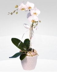 1 dall orkide saks iei Ankara online ieki , iek siparii