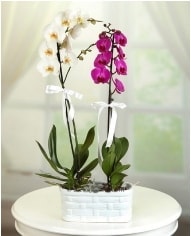 1 dal beyaz 1 dal mor orkide saksda Ankara iek servisi ieki adresleri
