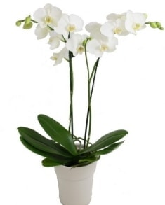 2 dall beyaz orkide Ankara uluslararas iek gnderme