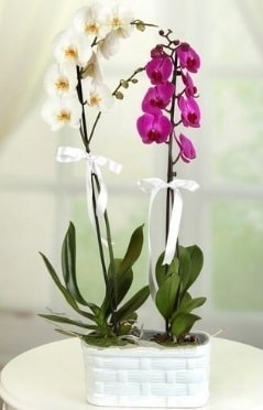 1 mor 1 dal beyaz orkide sepet ierisinde Ankara iek maazas , ieki adresleri