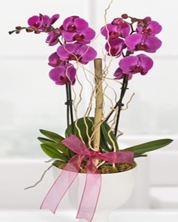 2 dall mor orkide Ankara anneler gn iek yolla