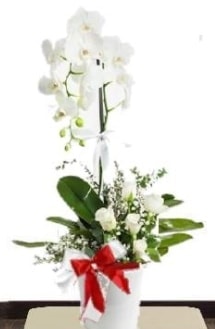Tek dall beyaz orkide 5 beyaz gl Ankara Kzlay iek siparii sitesi