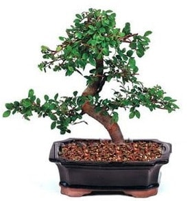 thal bonsai japon aac Ankara Kzlay iek siparii sitesi